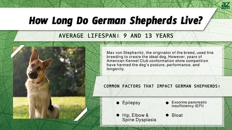 German Shep