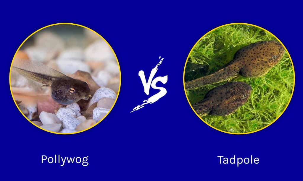 Pollywog vs Tadpole