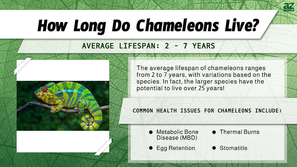 How Long Do Chameleons Live? infographic