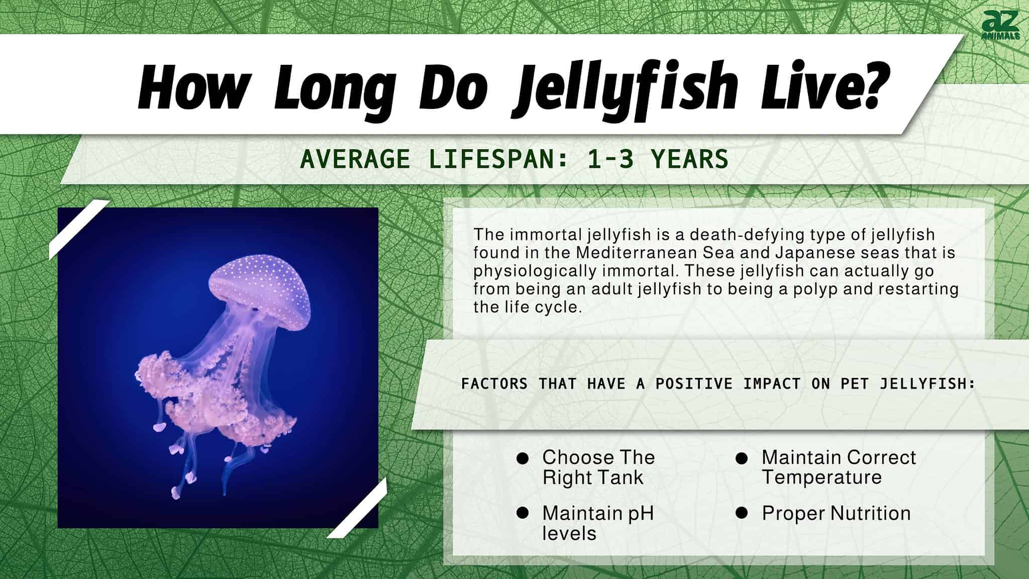 jellyfish-lifespan-how-long-do-jellyfish-live-a-z-animals