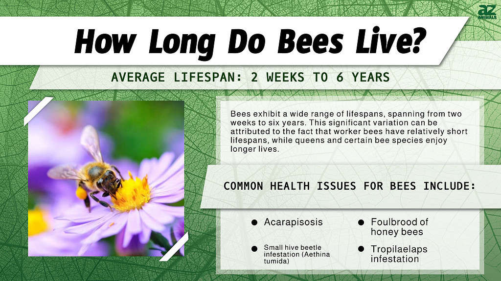 How Long Do Bees Live? infographic