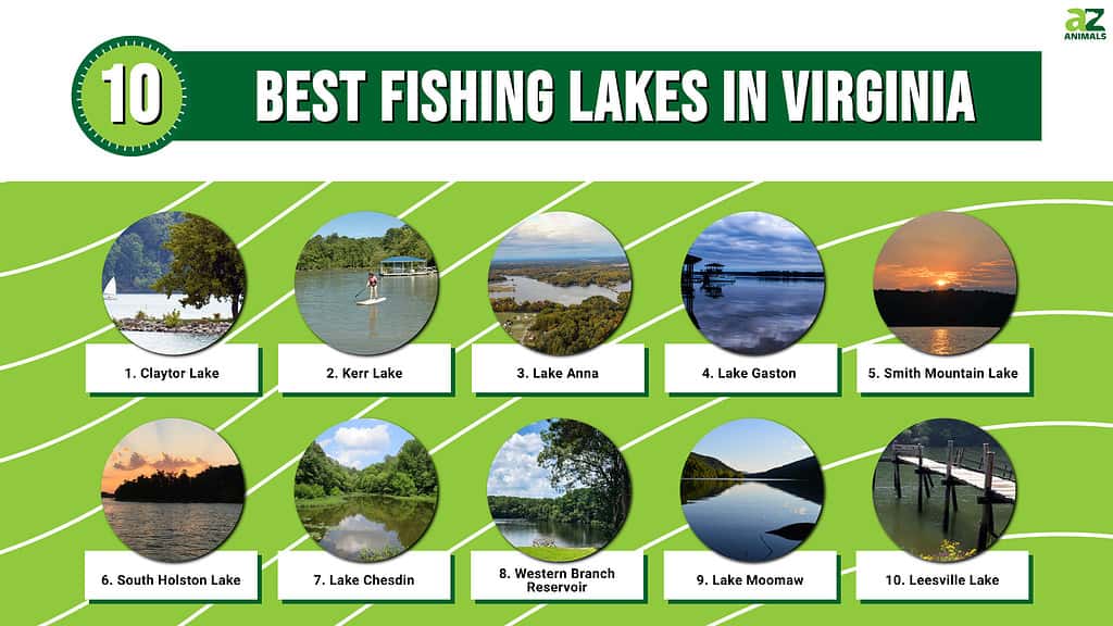 These 10 beautiful lakes in Virginia attract anglers and nature lovers.