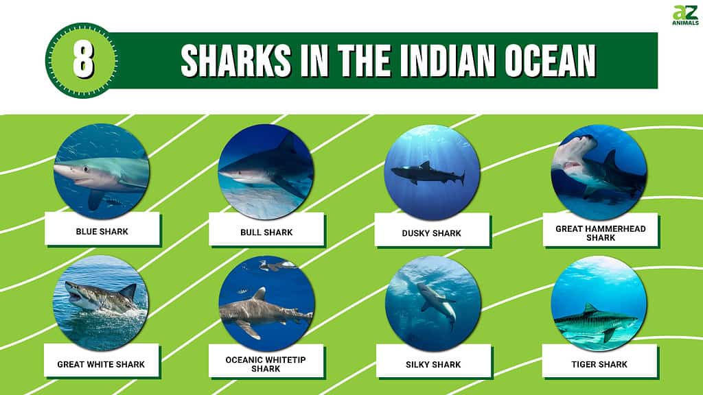 Picture graph of 8 sharks that live in the Indian Ocean.