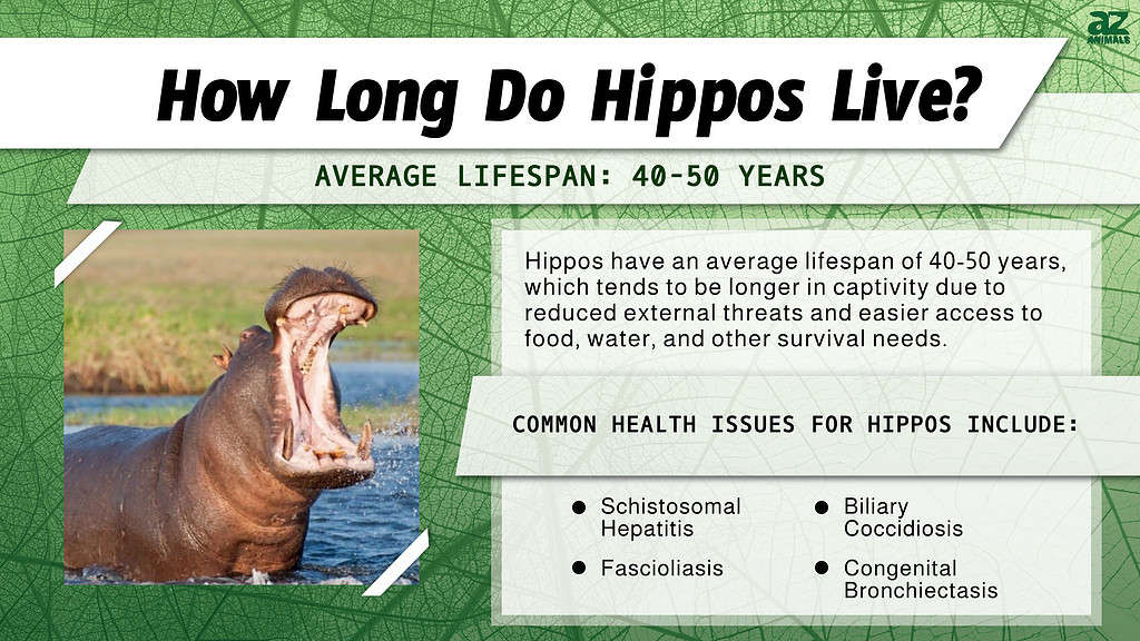 How Long Do Hippos Live? infographic