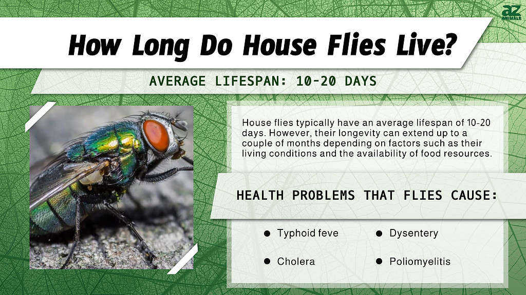 How Long Do House Flies Live? infographic