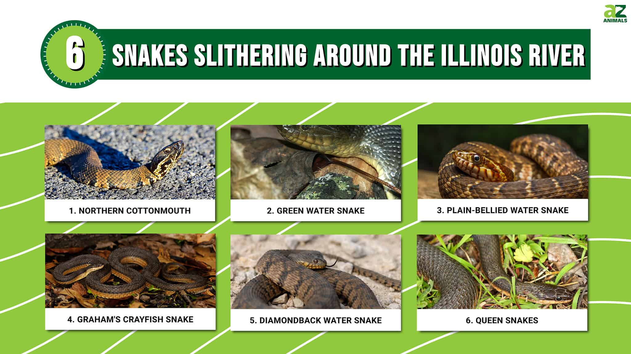 Discover the 6 Snakes Slithering Around the Illinois River - A-Z Animals