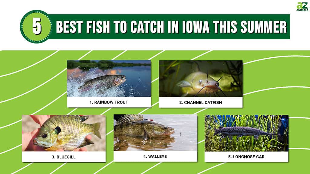 Infographic of 5 Best Fish to Catch in Iowa This Summer
