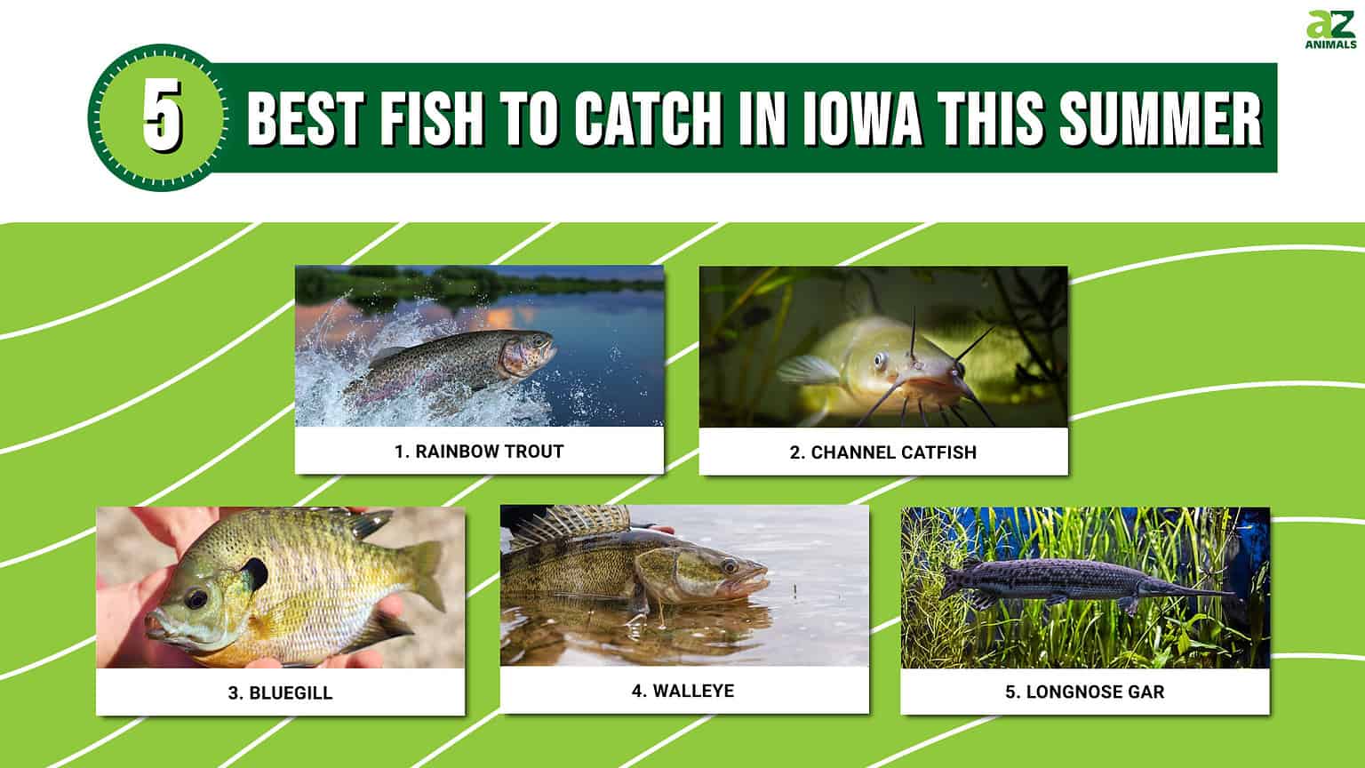 The 5 Best Fish to Catch in Iowa This Summer - A-Z Animals