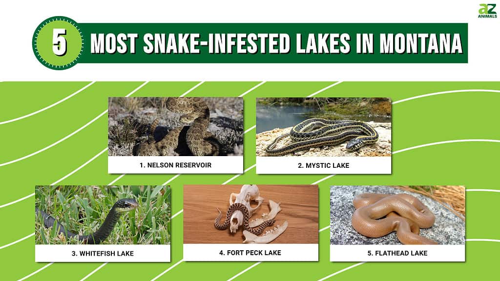 The Most Snake-Infested Lakes In Montana - A-Z Animals