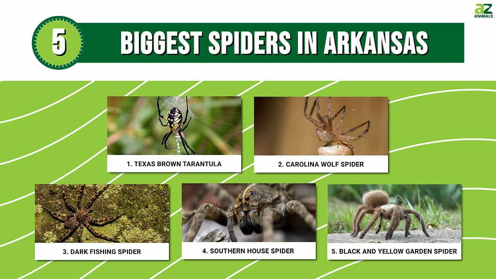 Infographic of 5 Biggest Spiders in Arkansas