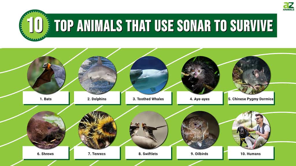 Top Animals That Use Sonar to Survive infographic