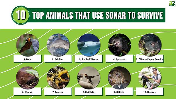 Top 10 Animals That Use Sonar to Survive - A-Z Animals