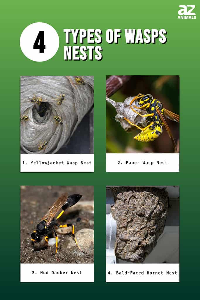 4 Types Of Wasps Nests And Their Unique Features AZ Animals