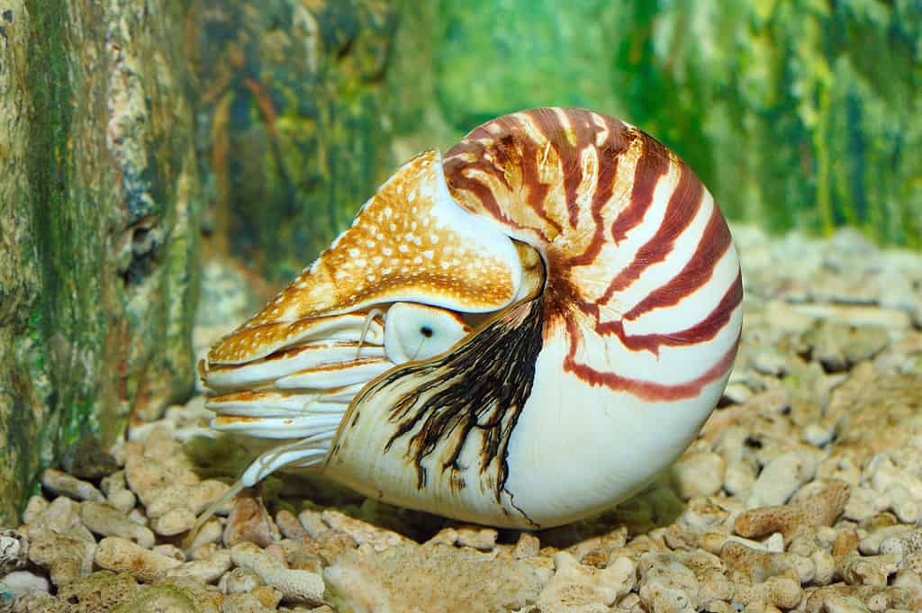 The chambered Nautilus uses its bright colors and shell to hide from predators.