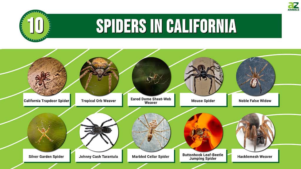 10 Spiders In California A Z Animals