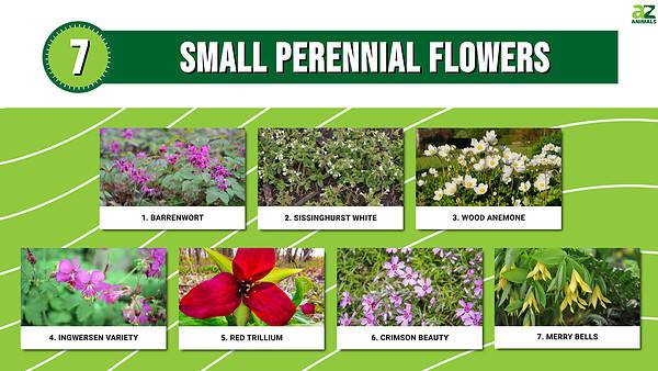 7 Small Perennial Flowers - A-Z Animals