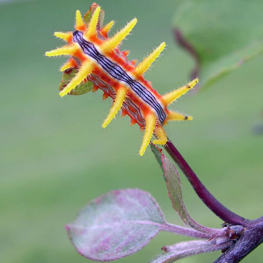 A photo of the neon-colored stinging rose caterpillar, Parasa indetermina.