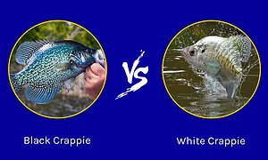 White Crappie vs Black Crappie: 5 Key Differences Picture