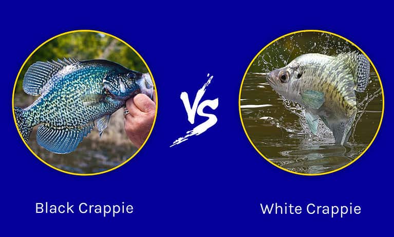 White Crappie and Black Crappie