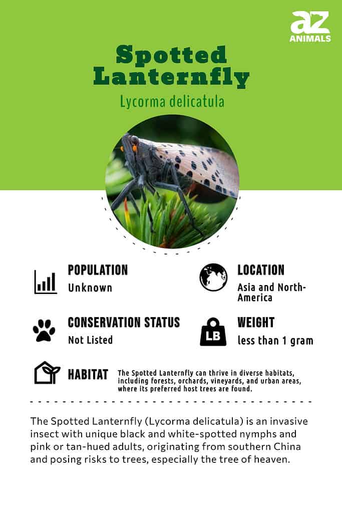 The Spotted Lanternfly (Lycorma delicatula) is an invasive insect with unique black and white-spotted nymphs and pink or tan-hued adults, originating from southern China and posing risks to trees, especially the tree of heaven.
