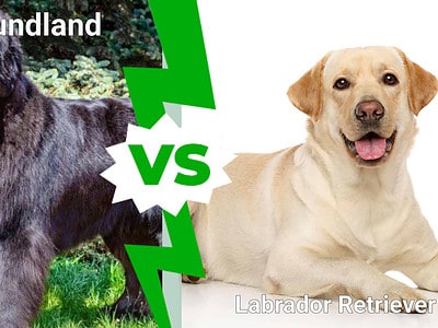 A Newfoundland vs. Labrador Retriever : 5 Key Differences Explained