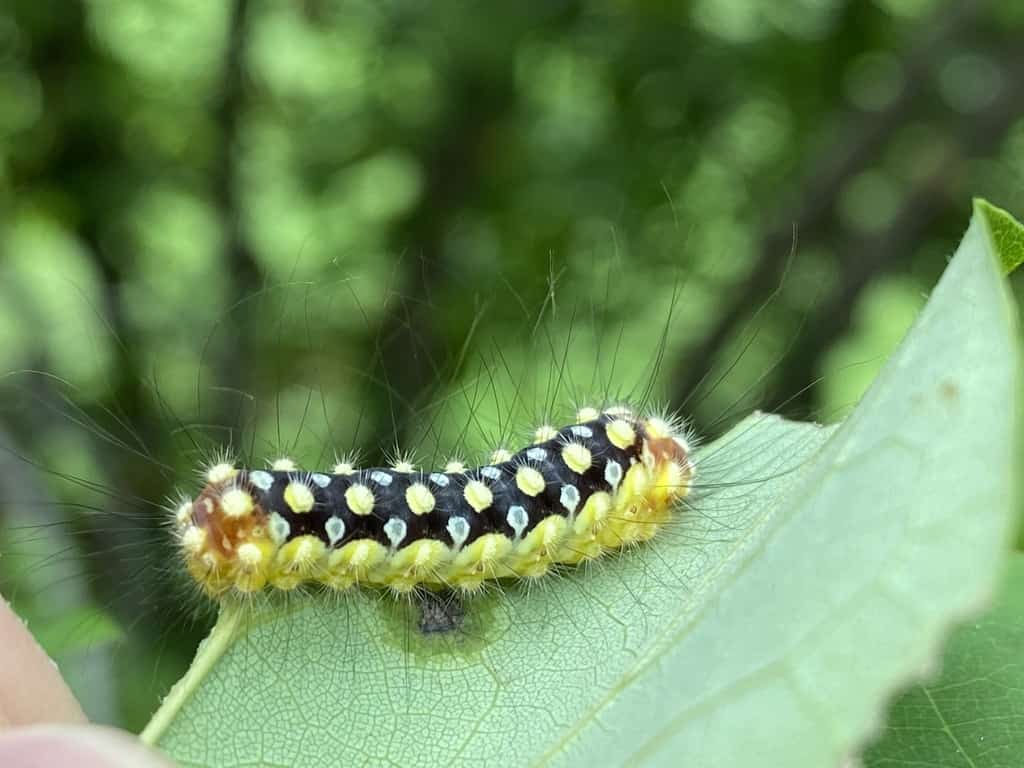 The caterpillar of the white flannel moth, Norape cretata. North American individuals are now referred to as N. cretata rather than N. ovina.