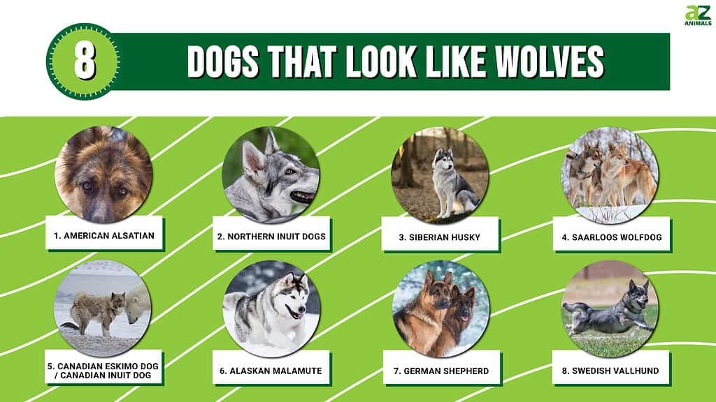 Infographic of 8 Dogs that Look Like Wolves