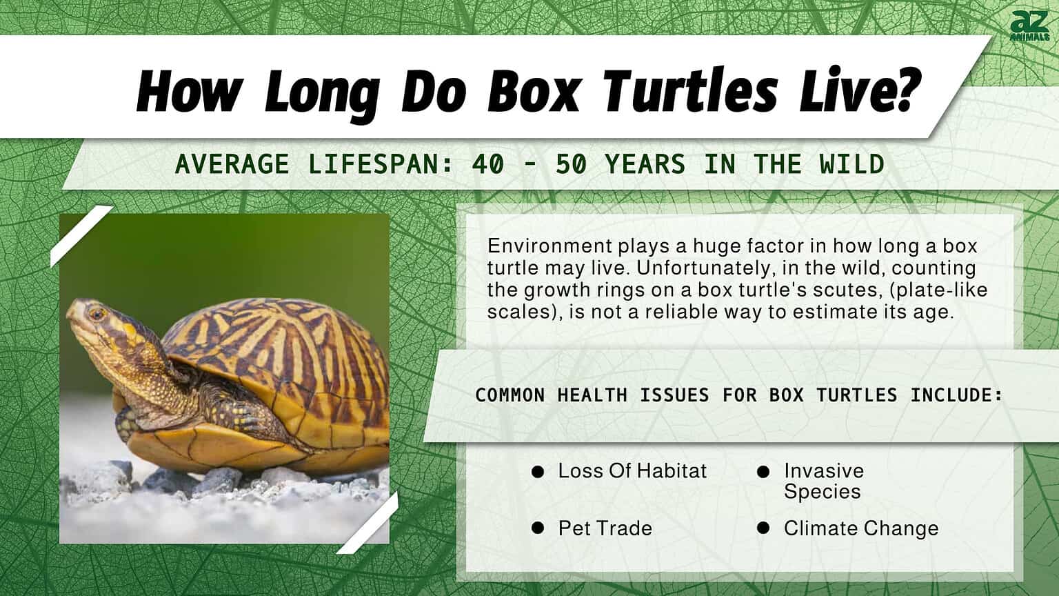 Box Turtle Lifespan How Long Do Box Turtles Live? AZ Animals