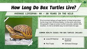 Box Turtle Lifespan: How Long Do Box Turtles Live? - A-Z Animals