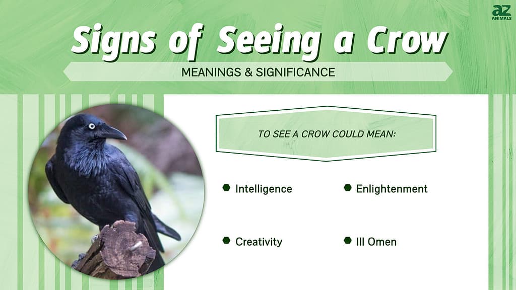 Meanings of seeing a crow