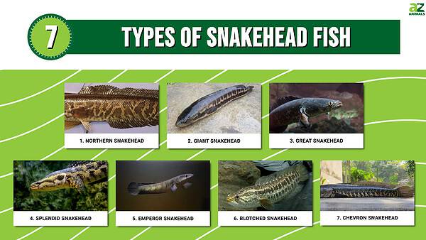 7 Types Of Snakehead Fish A Z Animals