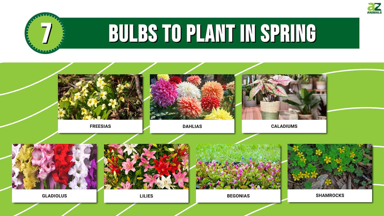 7 Bulbs to Plant in Spring - A-Z Animals