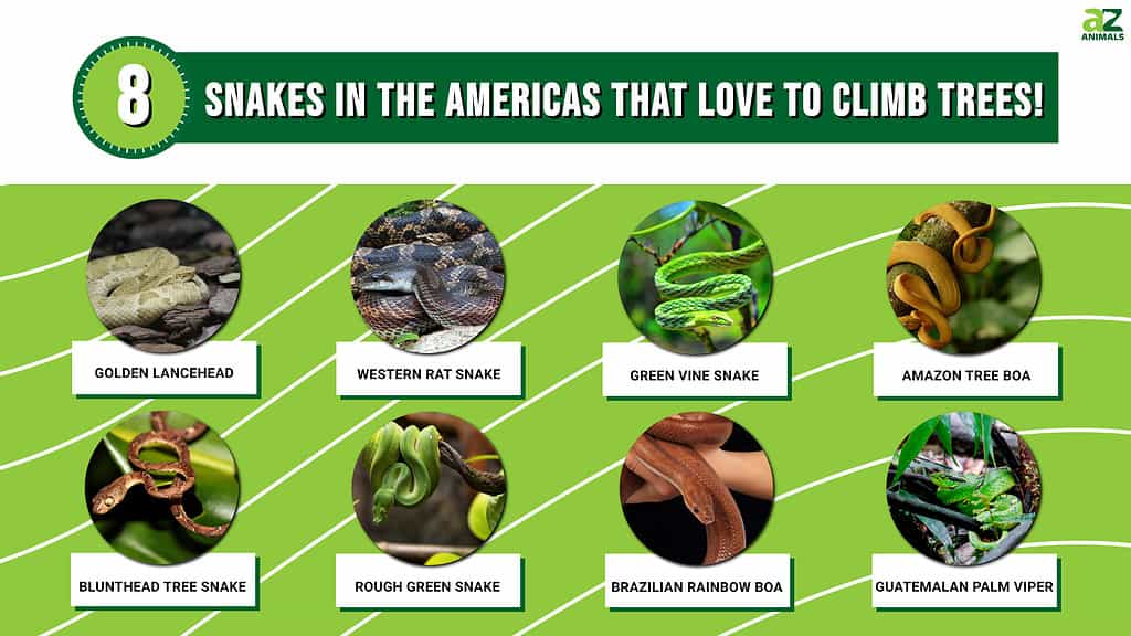Picture graph of 8 Snakes in the Americas that love to climb trees.