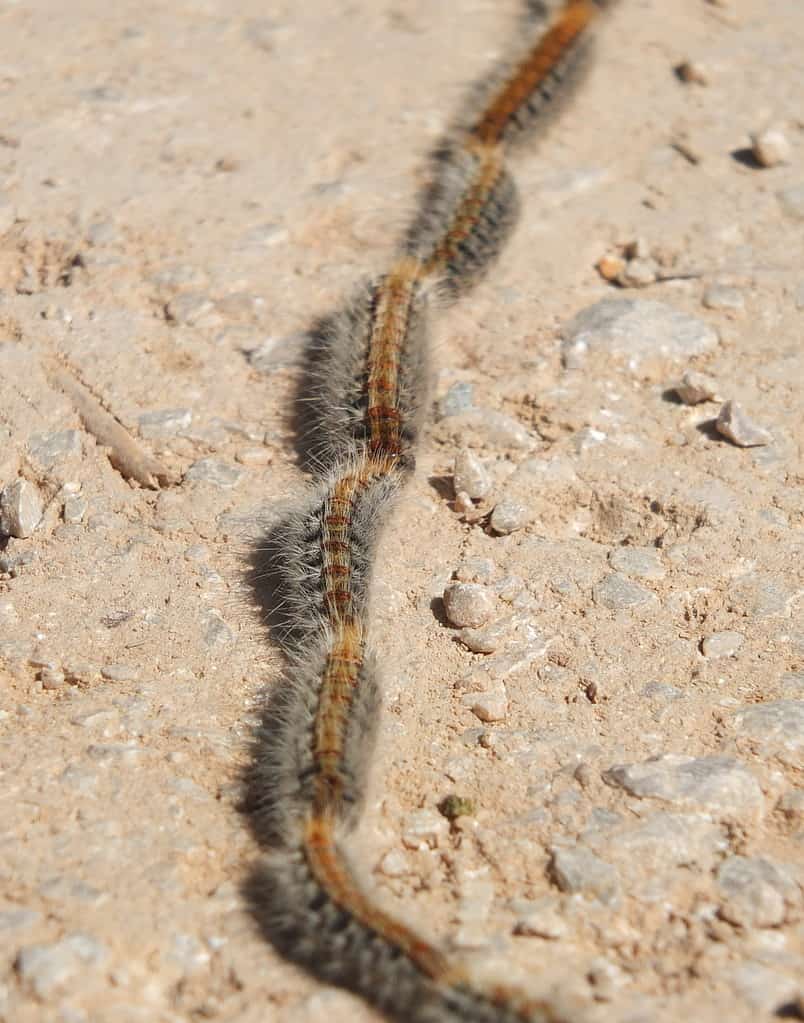 The pine processionary caterpillar, Thaumetopoea pityocampa, moving in single file