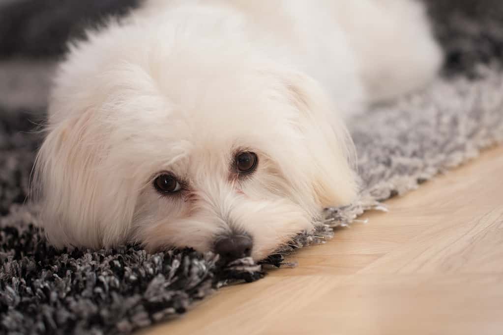 Maltese dog