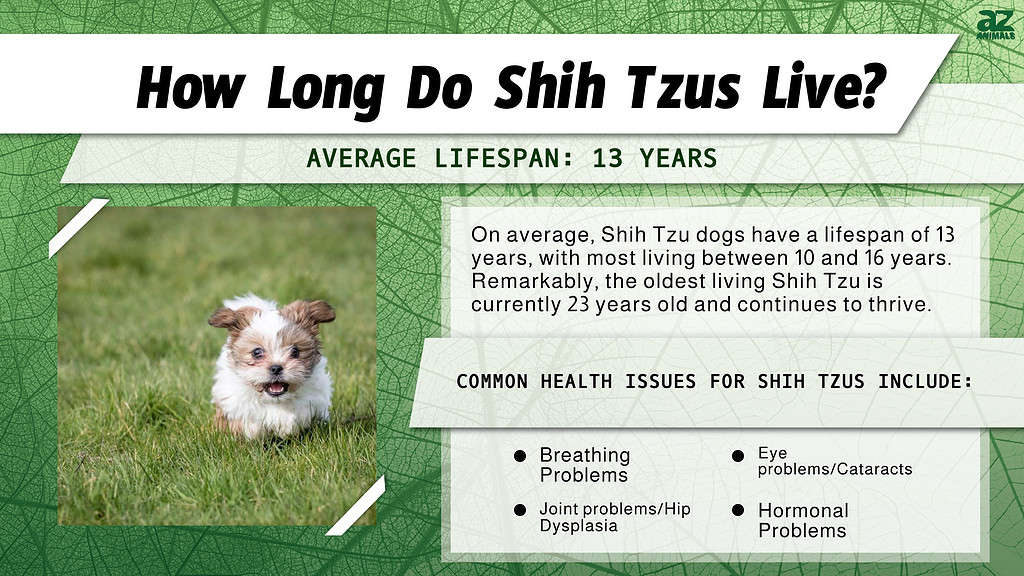 How Long Do Shih Tzus Live? infographic