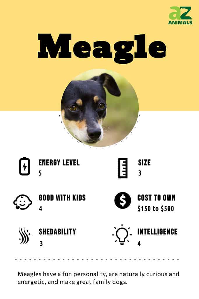 Infographic of Meagle