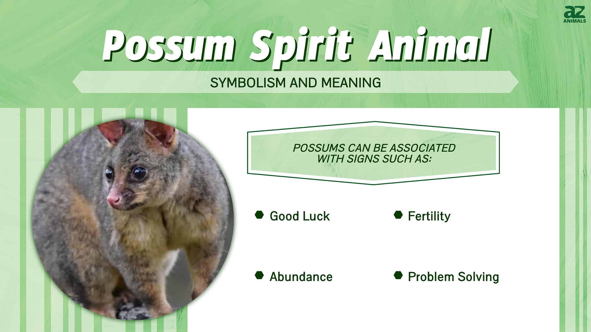 Possum Spirit Animal Symbolism & Meaning AZ Animals