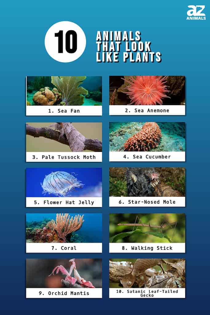 Infographic of 10 Animals That Look Like Plants