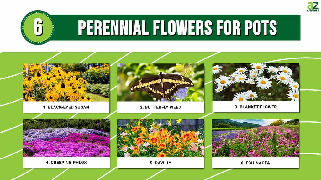 Infographic of 6 Perennial Flowers for Pots 