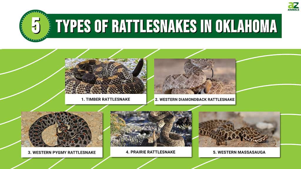 Infographic of 5 Types of Rattlesnakes in Oklahoma