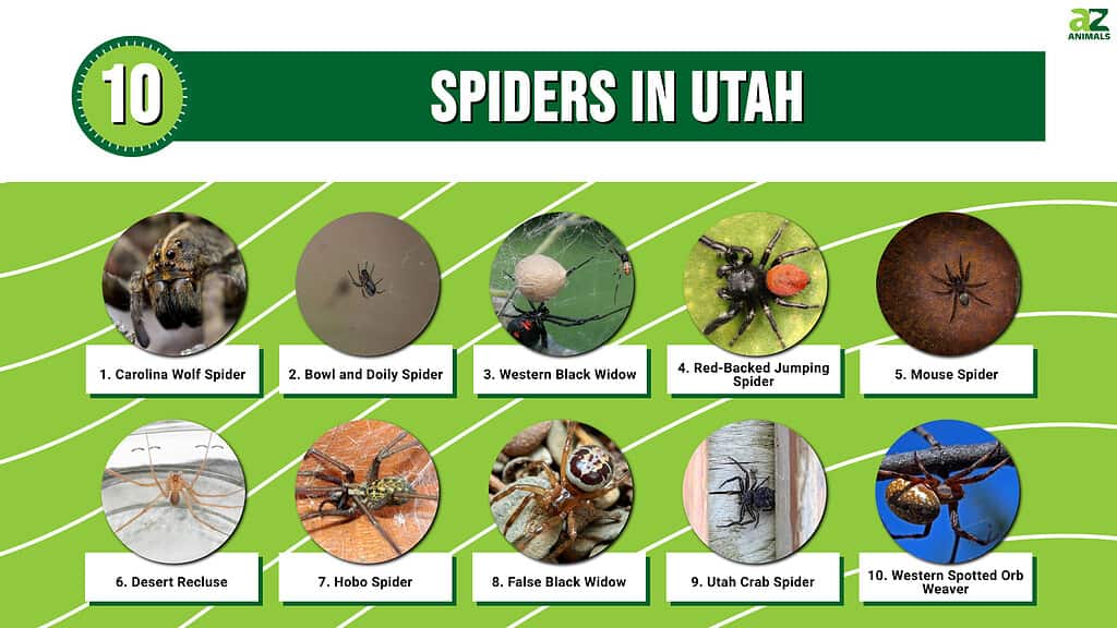 Infographic of 10 Spiders in Utah