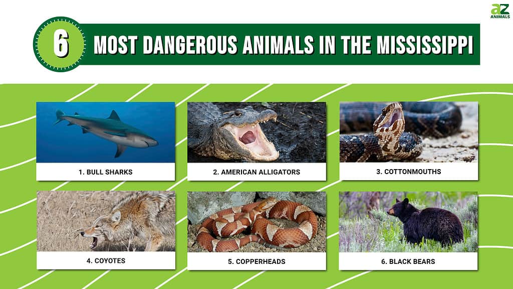 Infographic of 6 Most Dangerous Animals in the Mississippi