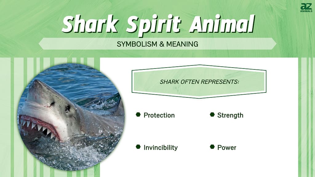 Shark Spirit Animal infographic
