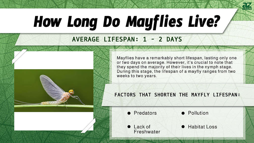 How Long Do Mayflies Live? infographic