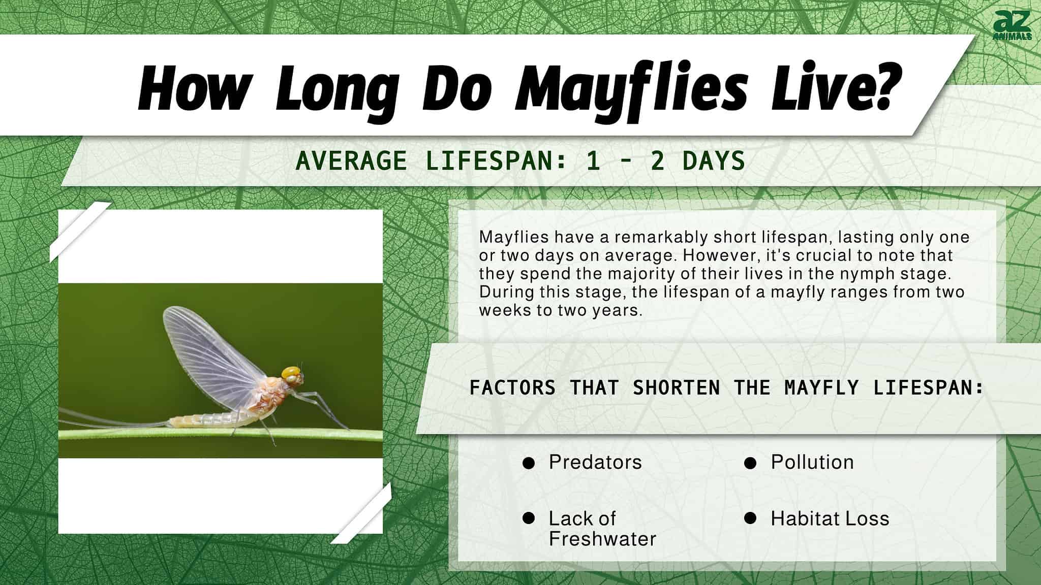 Mayfly Lifespan How Long Do Mayflies Live? AZ Animals