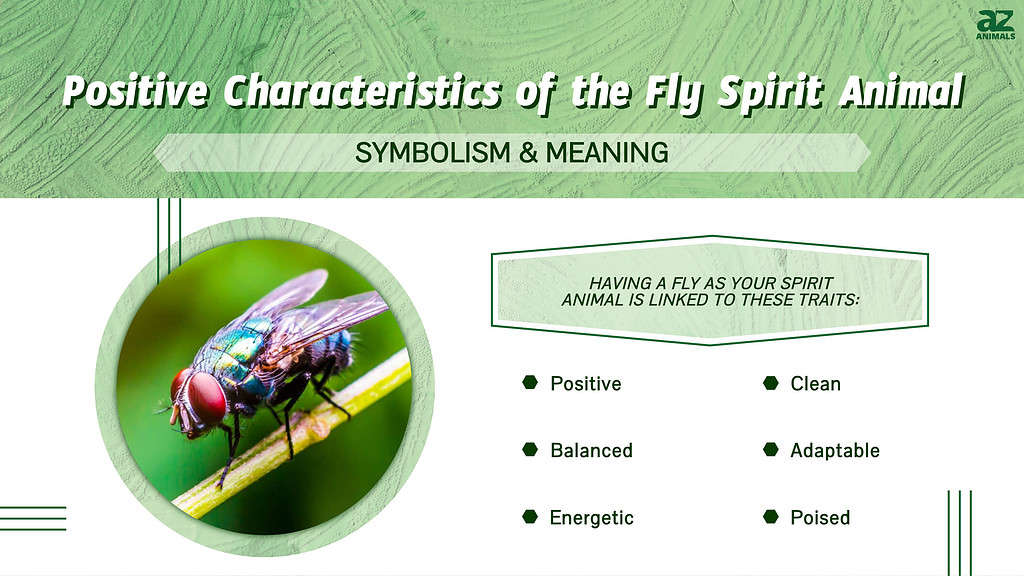 Fly spirit animal infographic