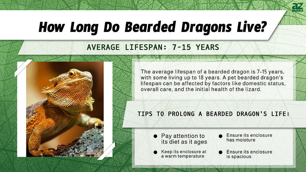 Bearded Dragon Lifespan: How Long Do Bearded Dragons Live? - A-Z Animals