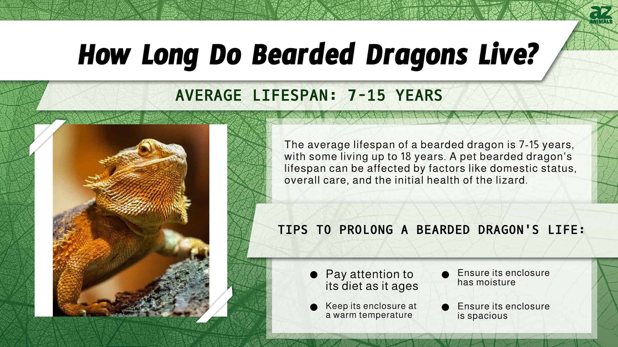 Bearded Dragon Lifespan: How Long Do Bearded Dragons Live? - A-Z Animals
