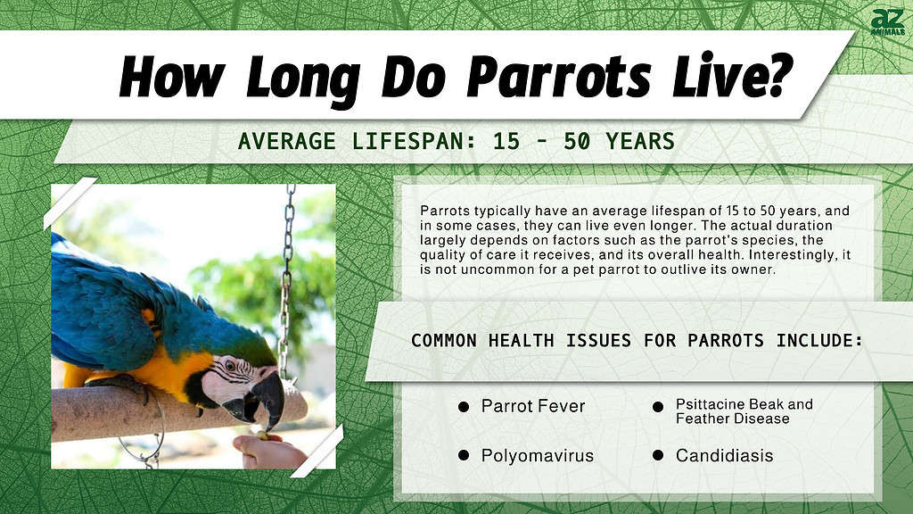 How Long Do Parrots Live? infographic